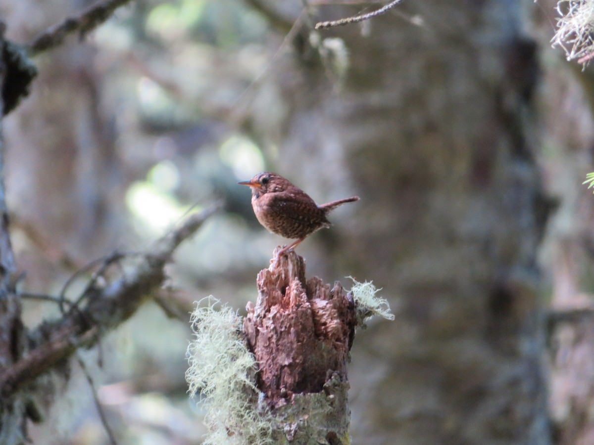 Pacific Wren - Jeremie Caldwell