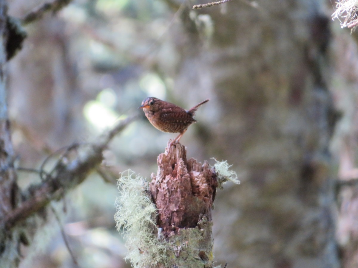 Pacific Wren - Jeremie Caldwell