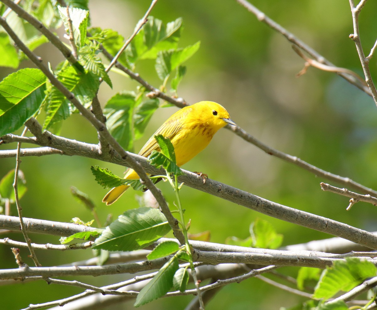 Yellow Warbler - Tim Leppek