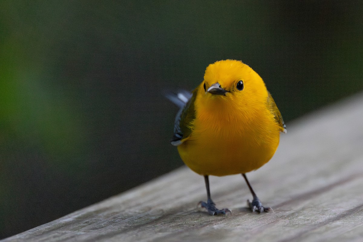 Prothonotary Warbler - Joe Ballschneider