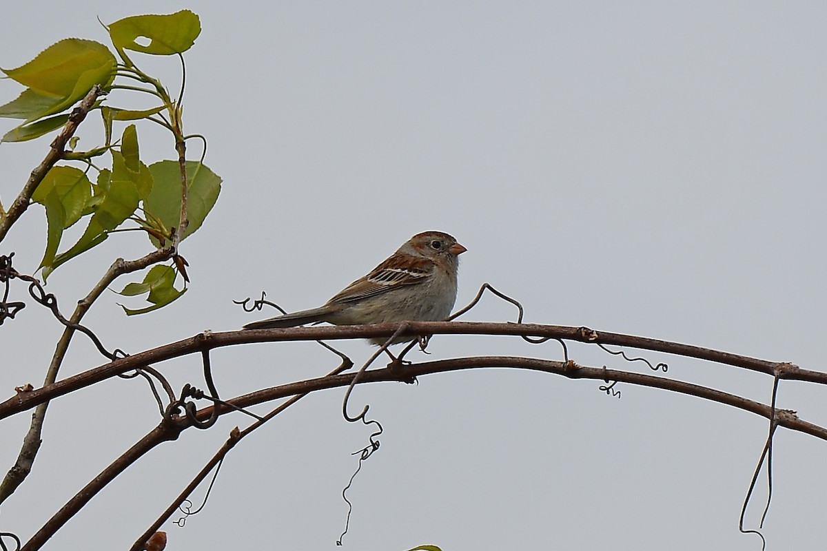 Field Sparrow - ML619158713