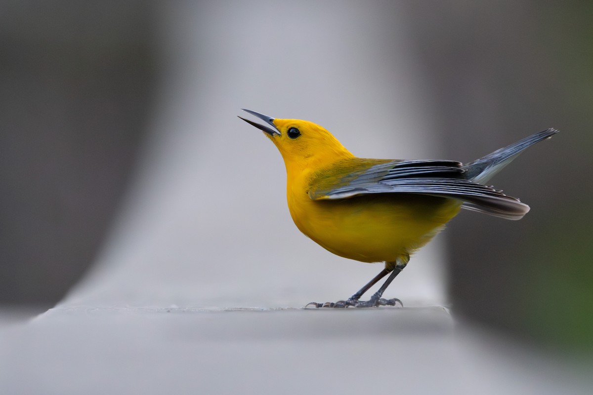 Prothonotary Warbler - Joe Ballschneider