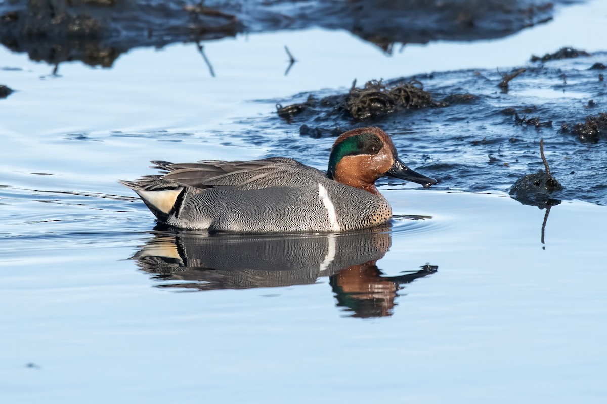 Green-winged Teal (American) - Dominic More O’Ferrall