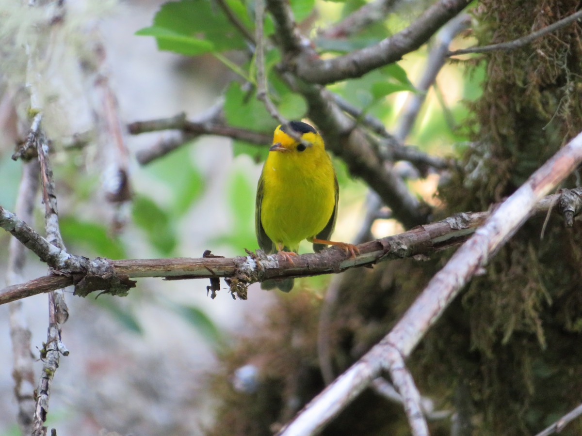 Wilson's Warbler - ML619158722