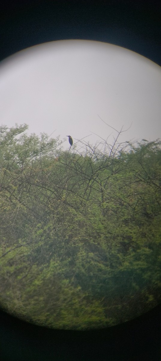 Black Bittern - ML619158724