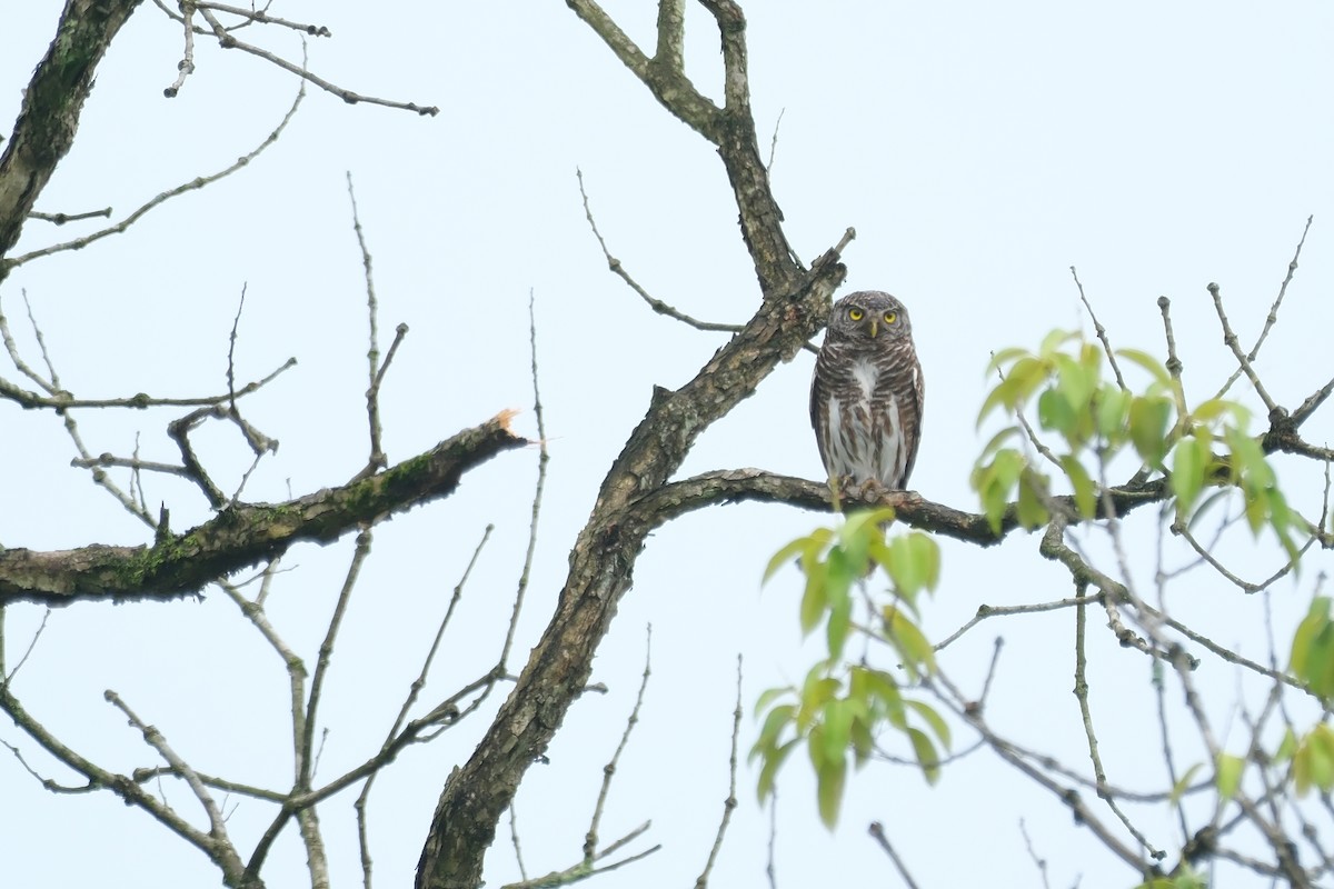 Asian Barred Owlet - ML619158730