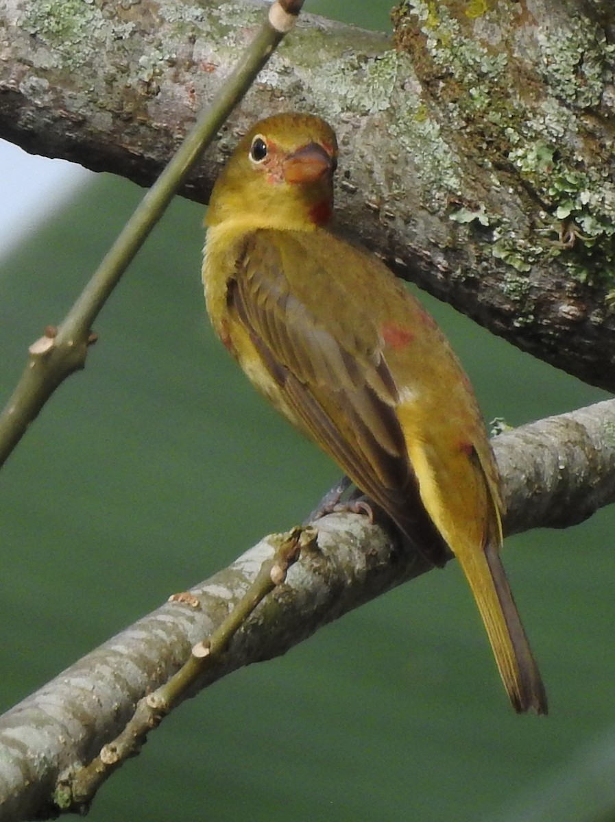 Summer Tanager - ML619158734