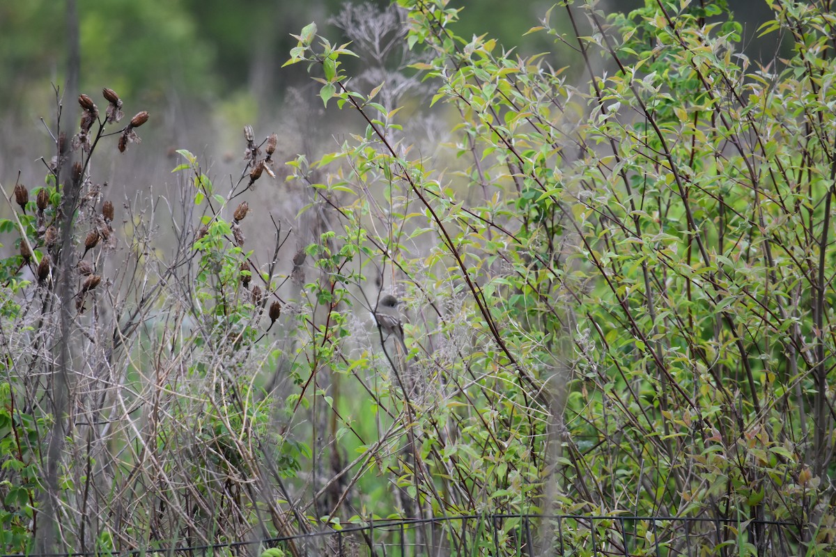 Least Flycatcher - ML619158735