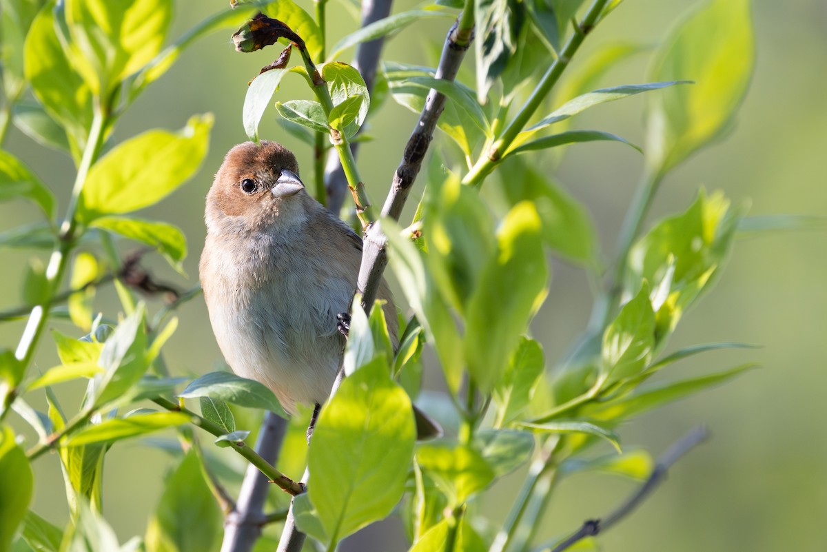 Indigo Bunting - Joe Ballschneider