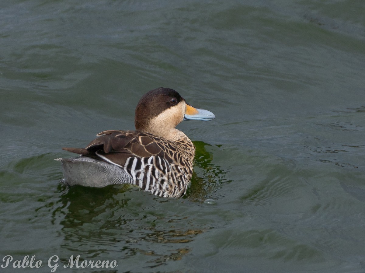 Silver Teal - Pablo Moreno