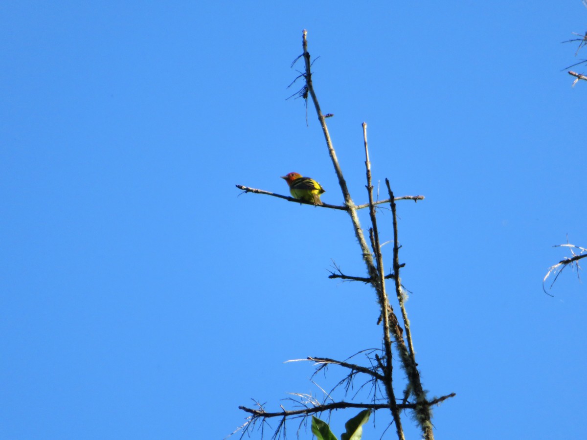 Western Tanager - ML619158766