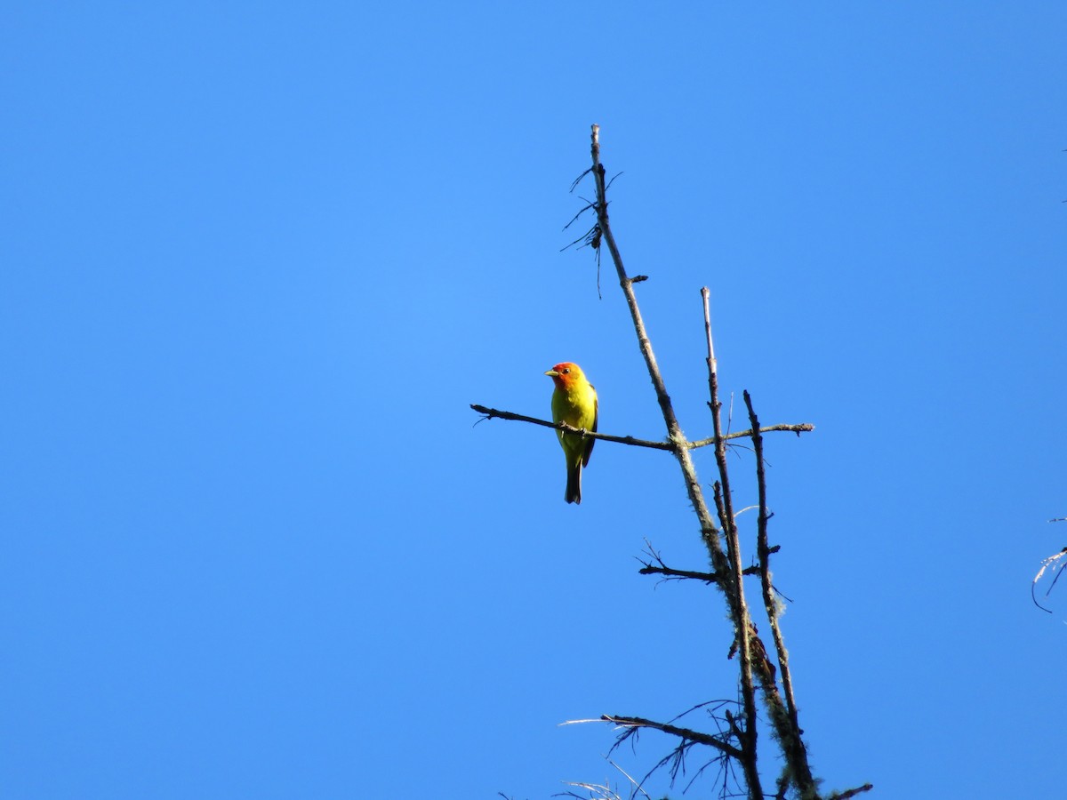 Western Tanager - ML619158767