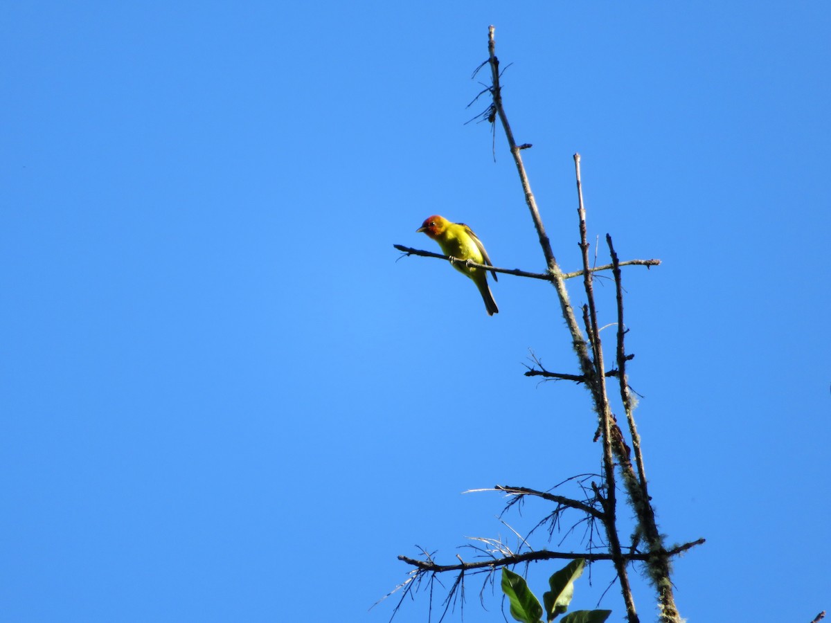 Western Tanager - ML619158768