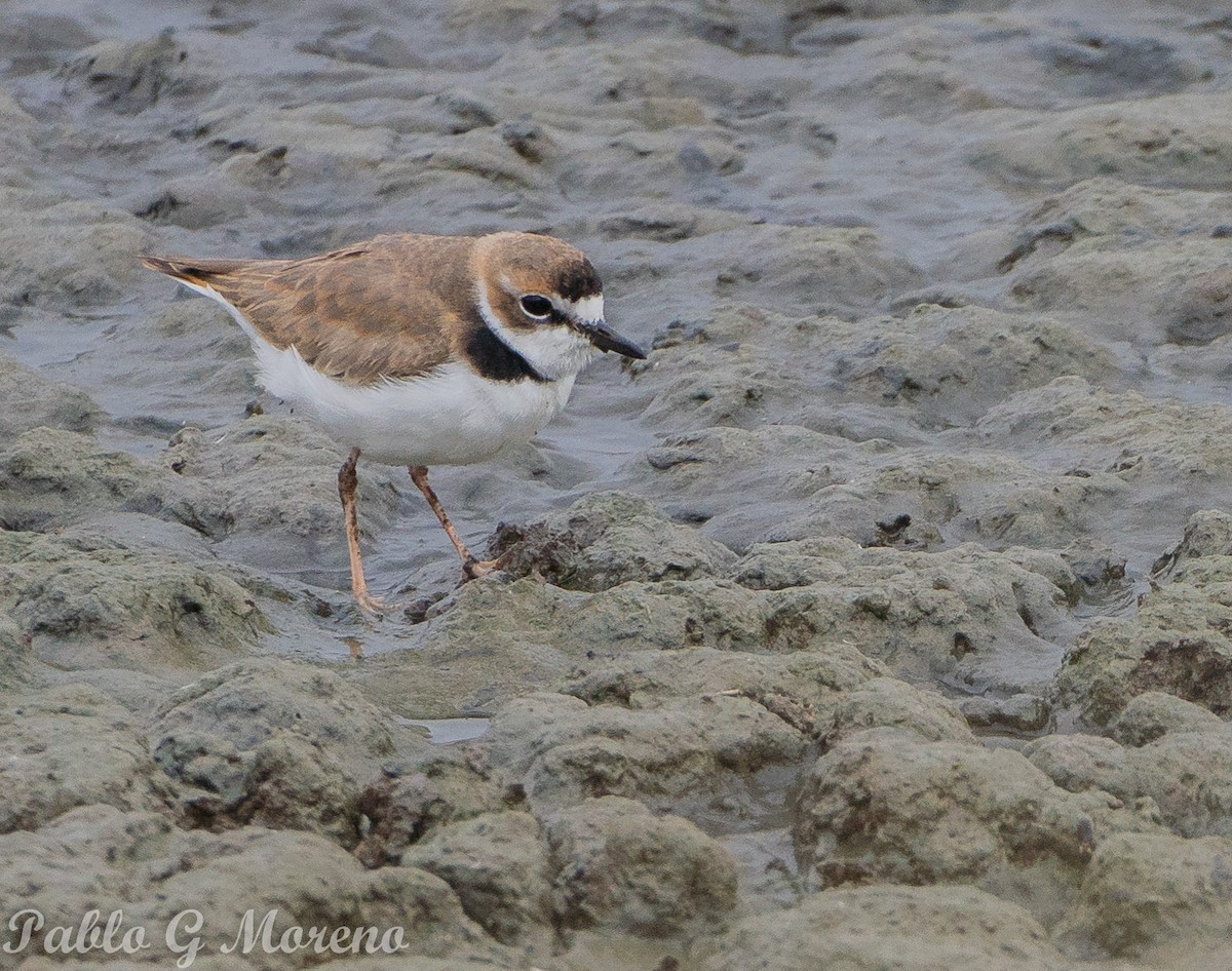 Collared Plover - Pablo Moreno