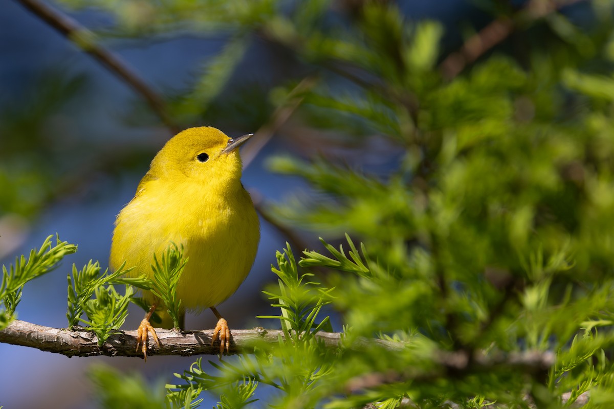 Yellow Warbler - Joe Ballschneider