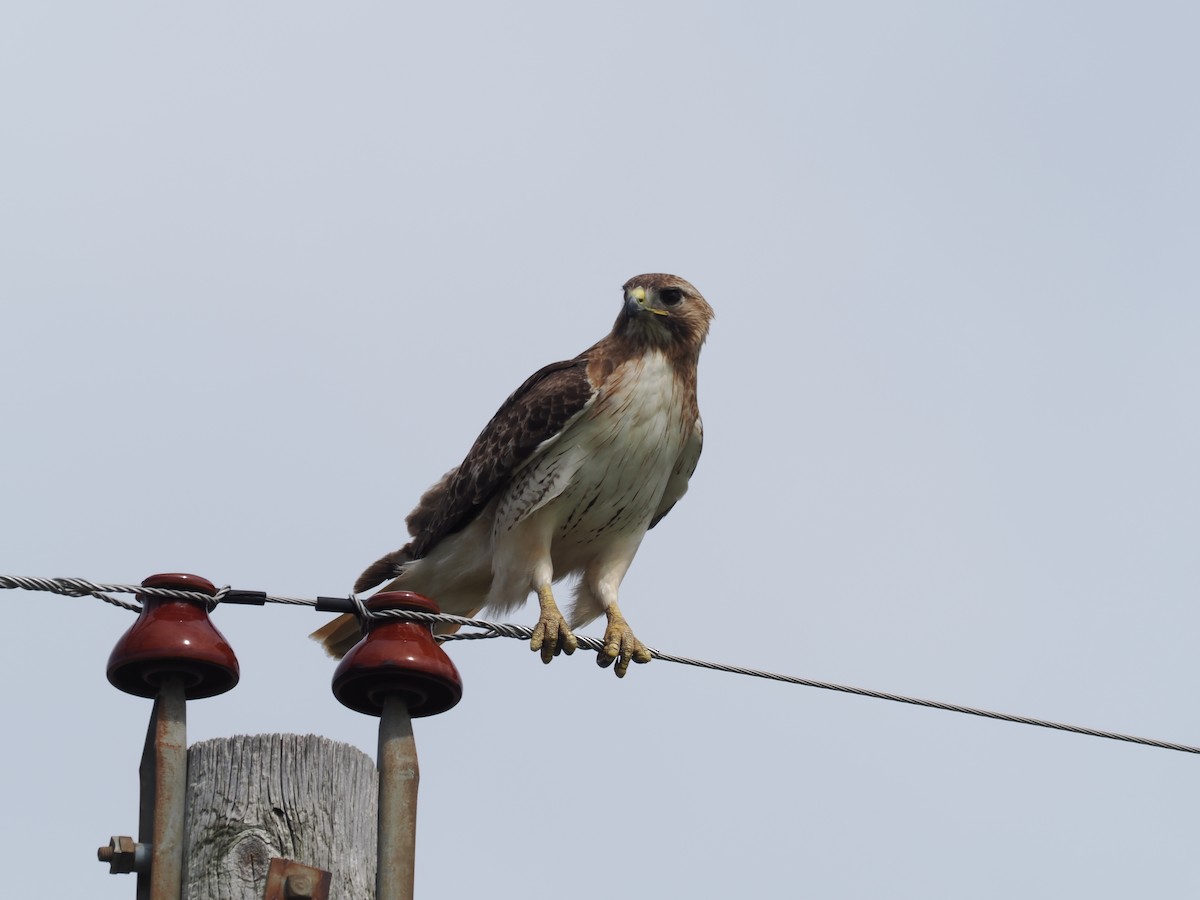 Red-tailed Hawk - ML619158789