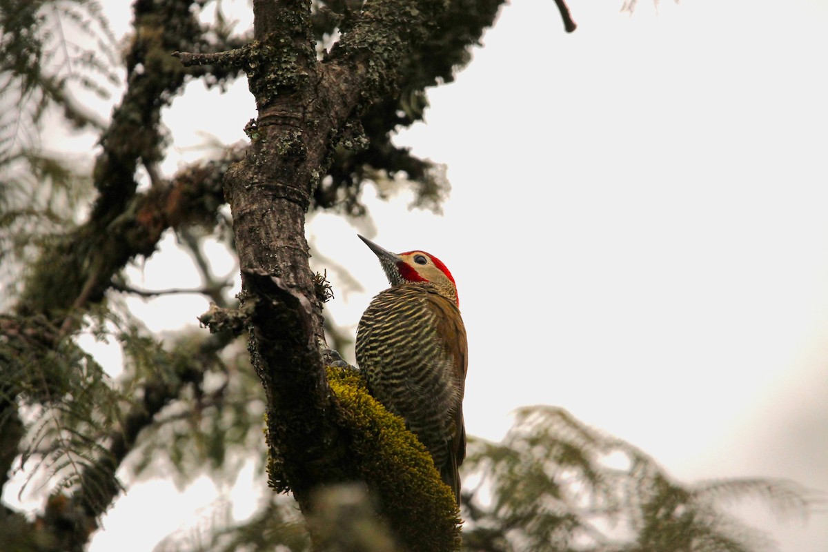 Golden-olive Woodpecker - Juan Marcos Montanari