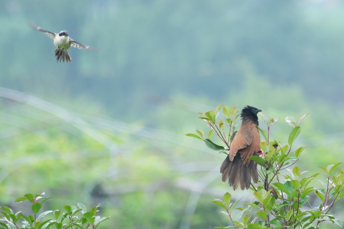 Lesser Coucal - ML619158815