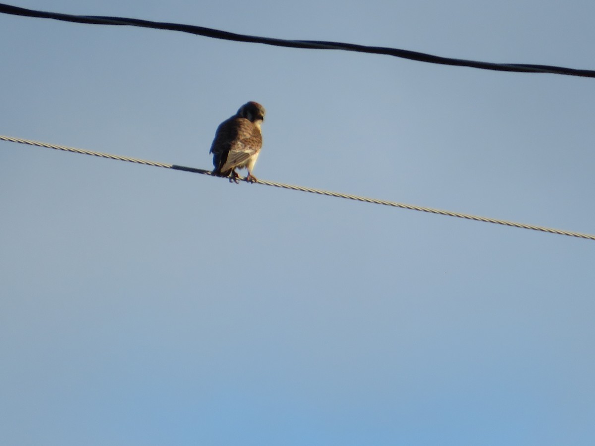 American Kestrel - ML619158818