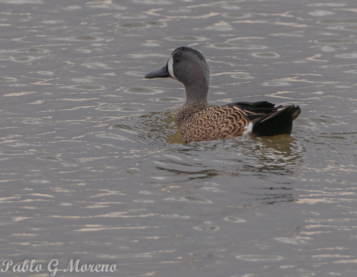 Blue-winged Teal - Pablo Moreno