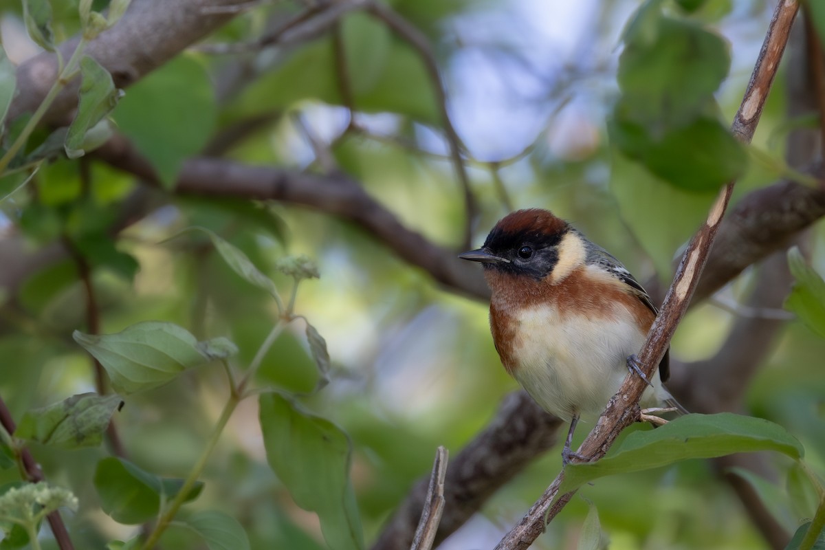 Bay-breasted Warbler - Joe Ballschneider