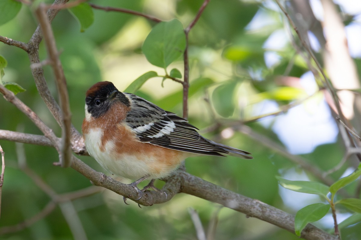 Bay-breasted Warbler - Joe Ballschneider