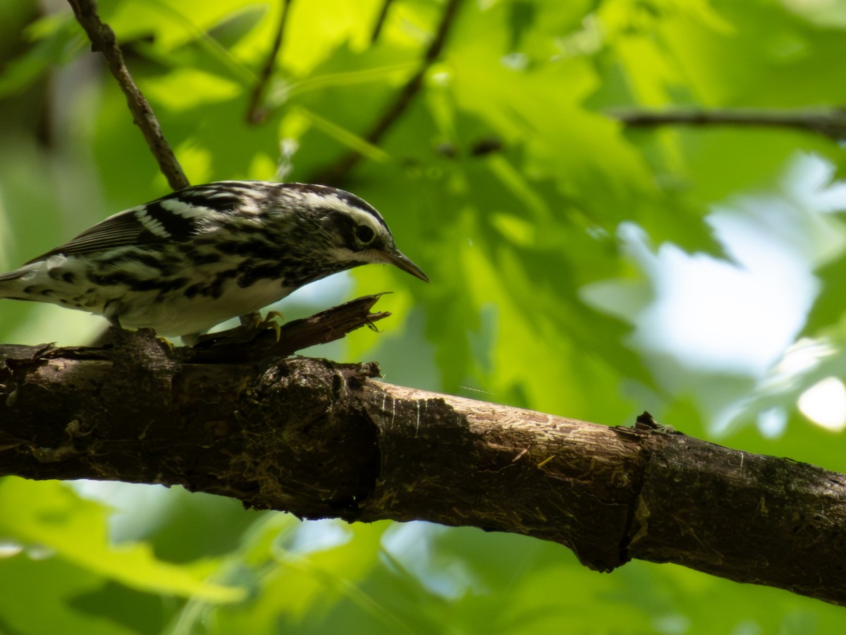 Black-and-white Warbler - ML619158838