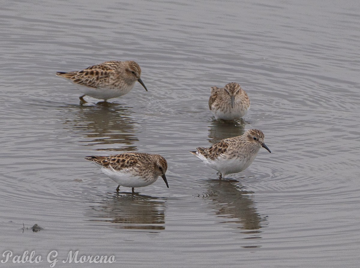 Least Sandpiper - Pablo Moreno