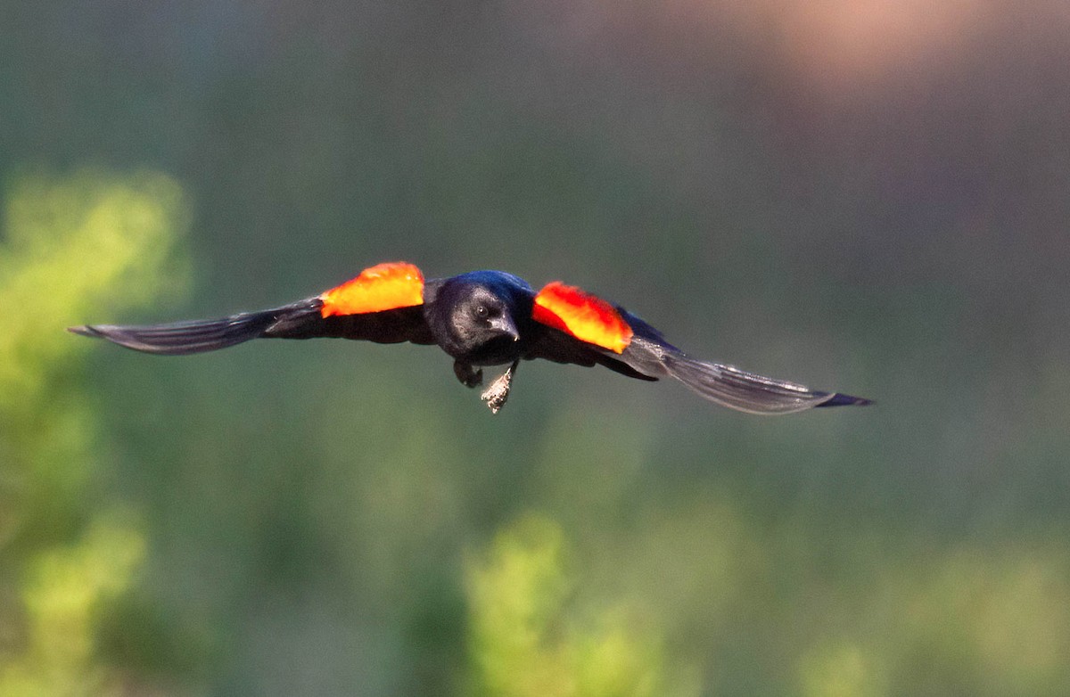 Red-winged Blackbird - John Scharpen