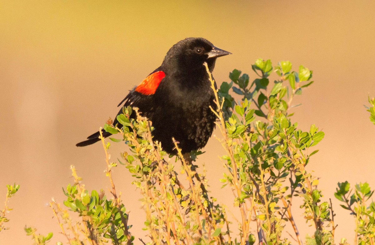 Red-winged Blackbird - John Scharpen