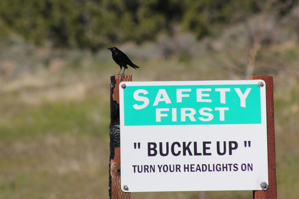 Brewer's Blackbird - ML619158855