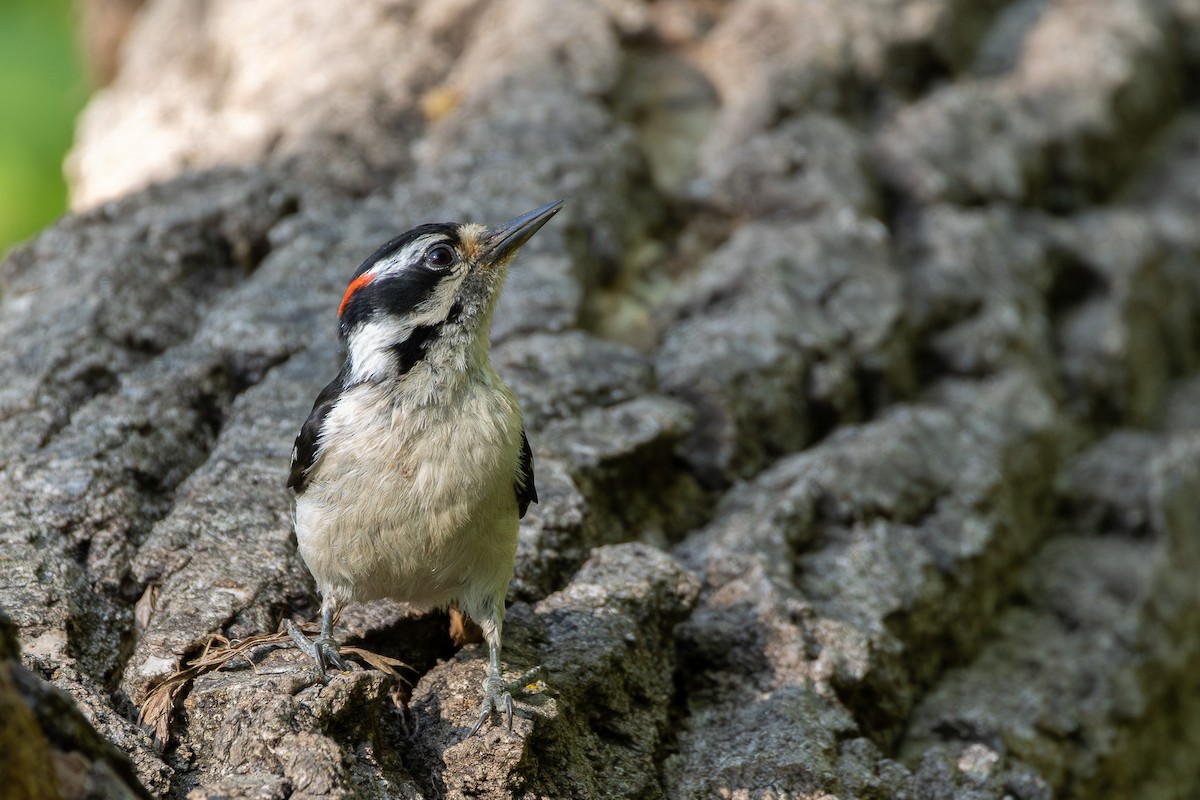 Downy Woodpecker (Eastern) - Tobin Brown