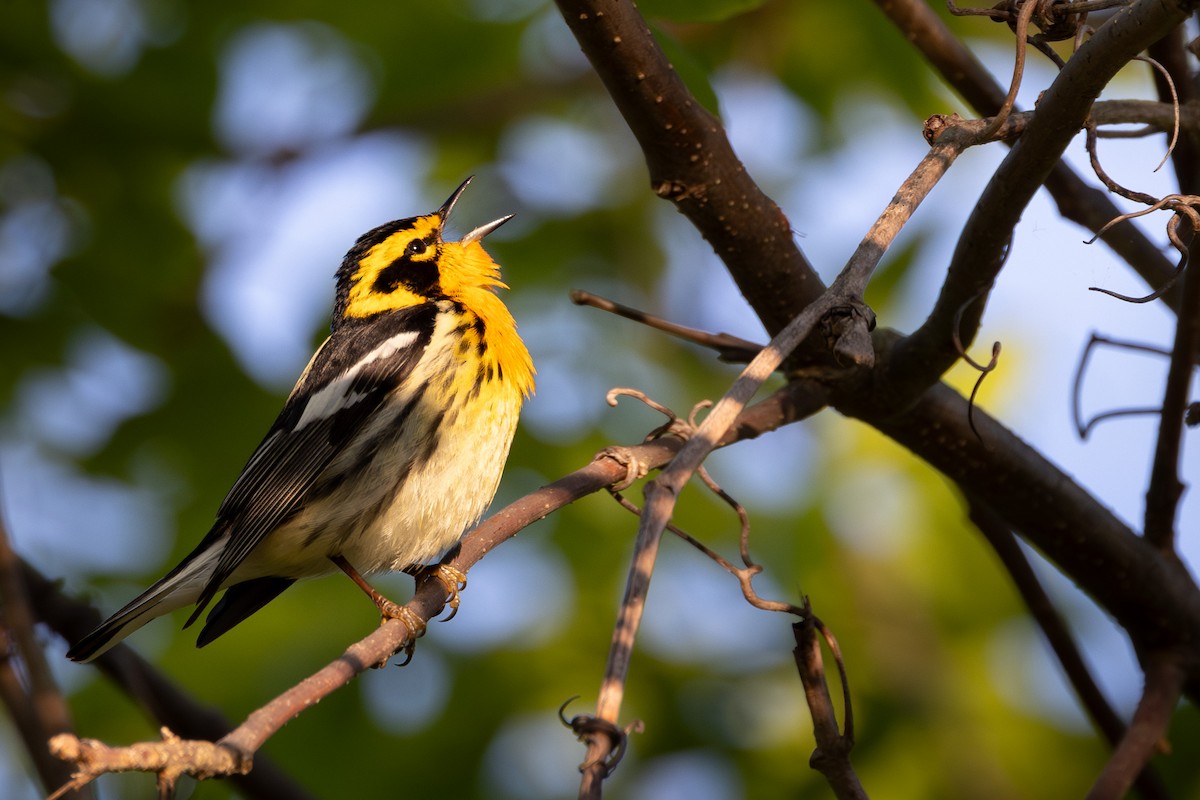 Blackburnian Warbler - Joe Ballschneider