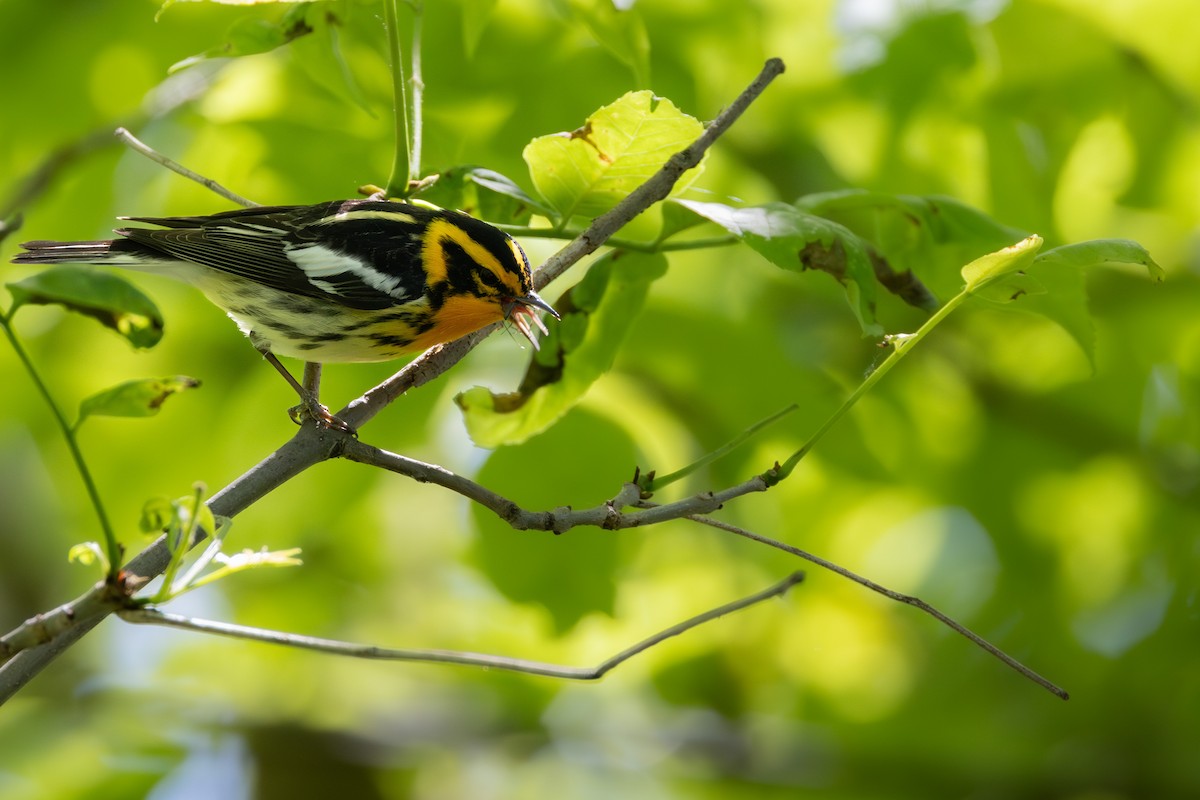 Blackburnian Warbler - Joe Ballschneider