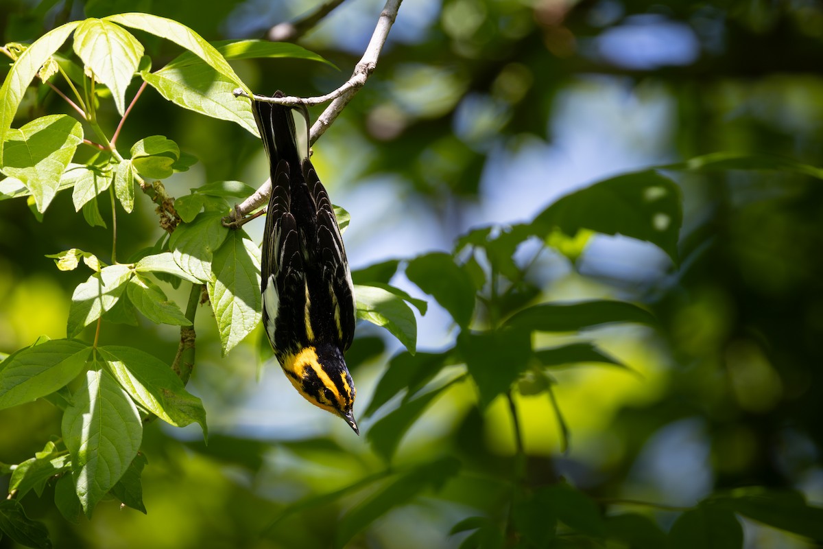 Blackburnian Warbler - Joe Ballschneider