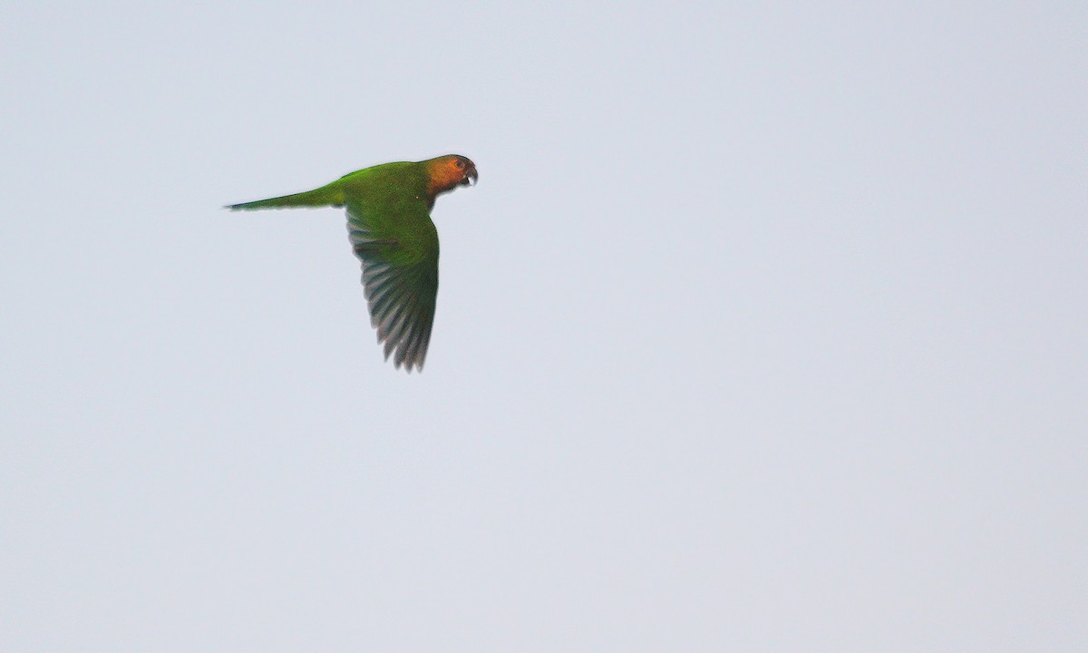 Brown-throated Parakeet - Adrián Braidotti