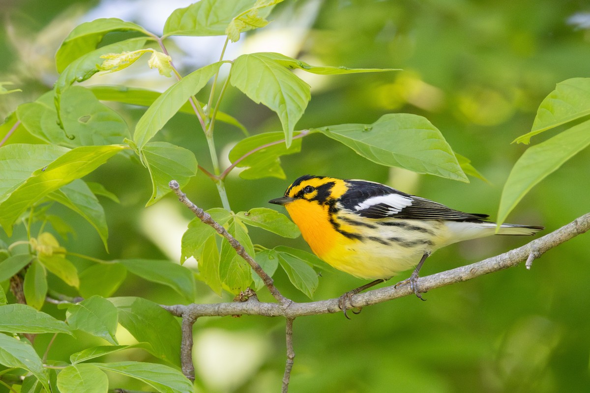 Blackburnian Warbler - Joe Ballschneider