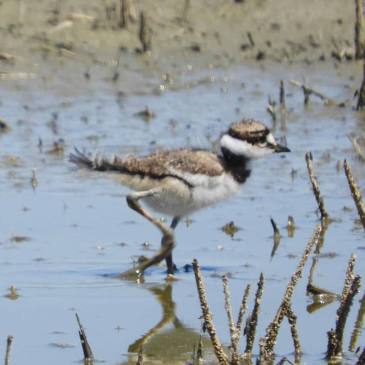 Killdeer - ML619158903