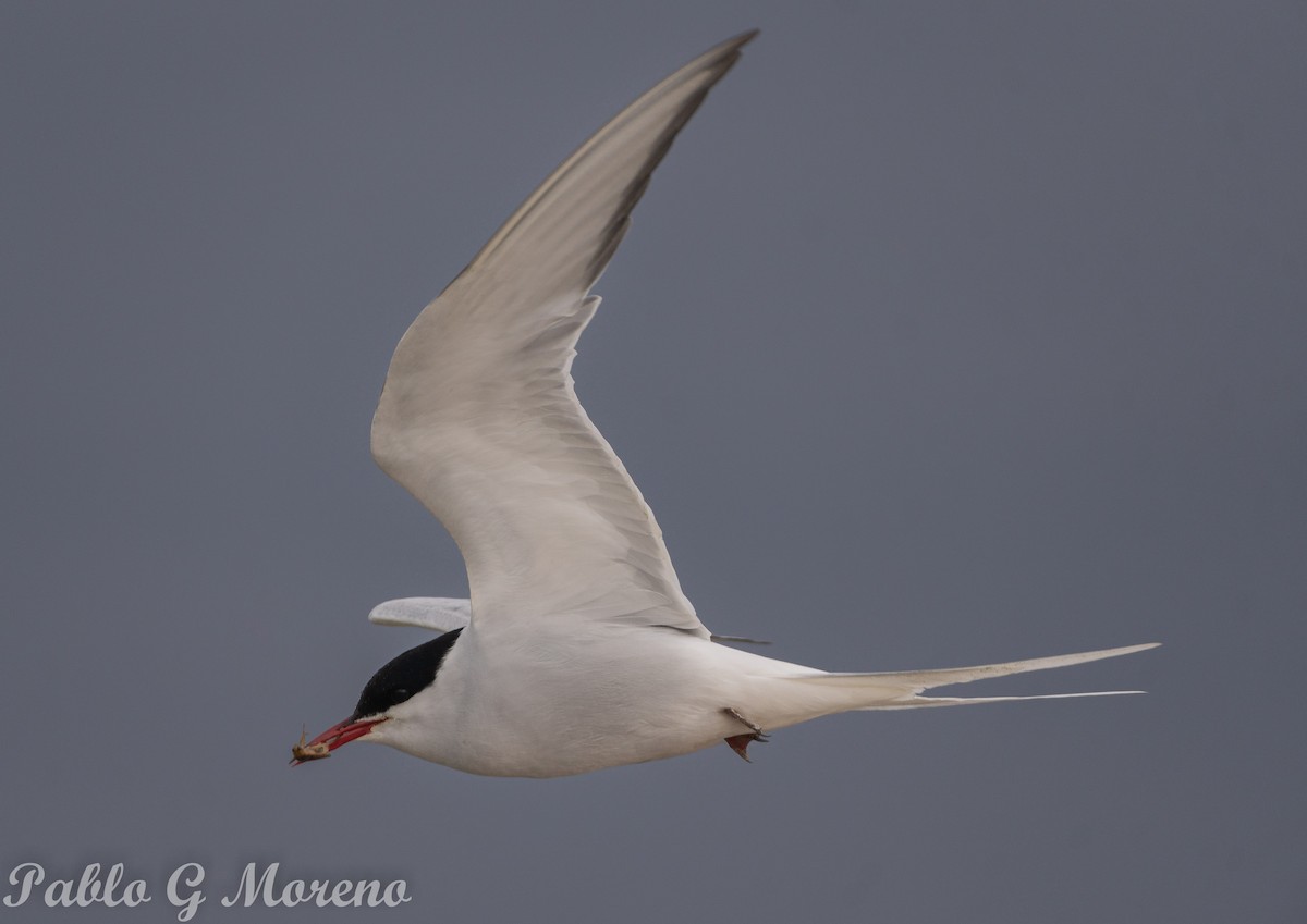 Arctic Tern - Pablo Moreno