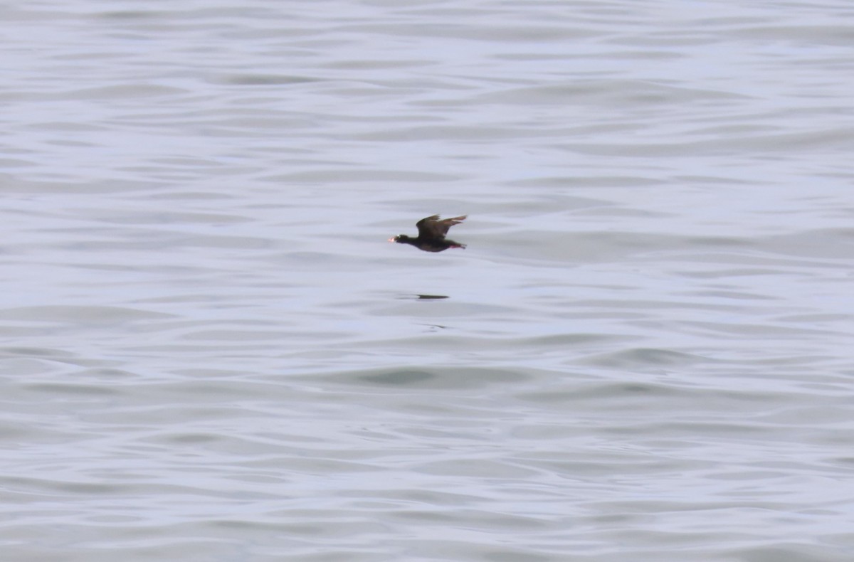 Surf Scoter - Millie and Peter Thomas