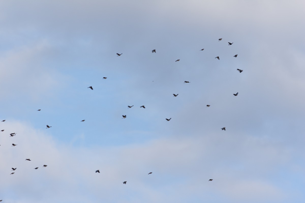 Blue Jay - Marshall Iliff