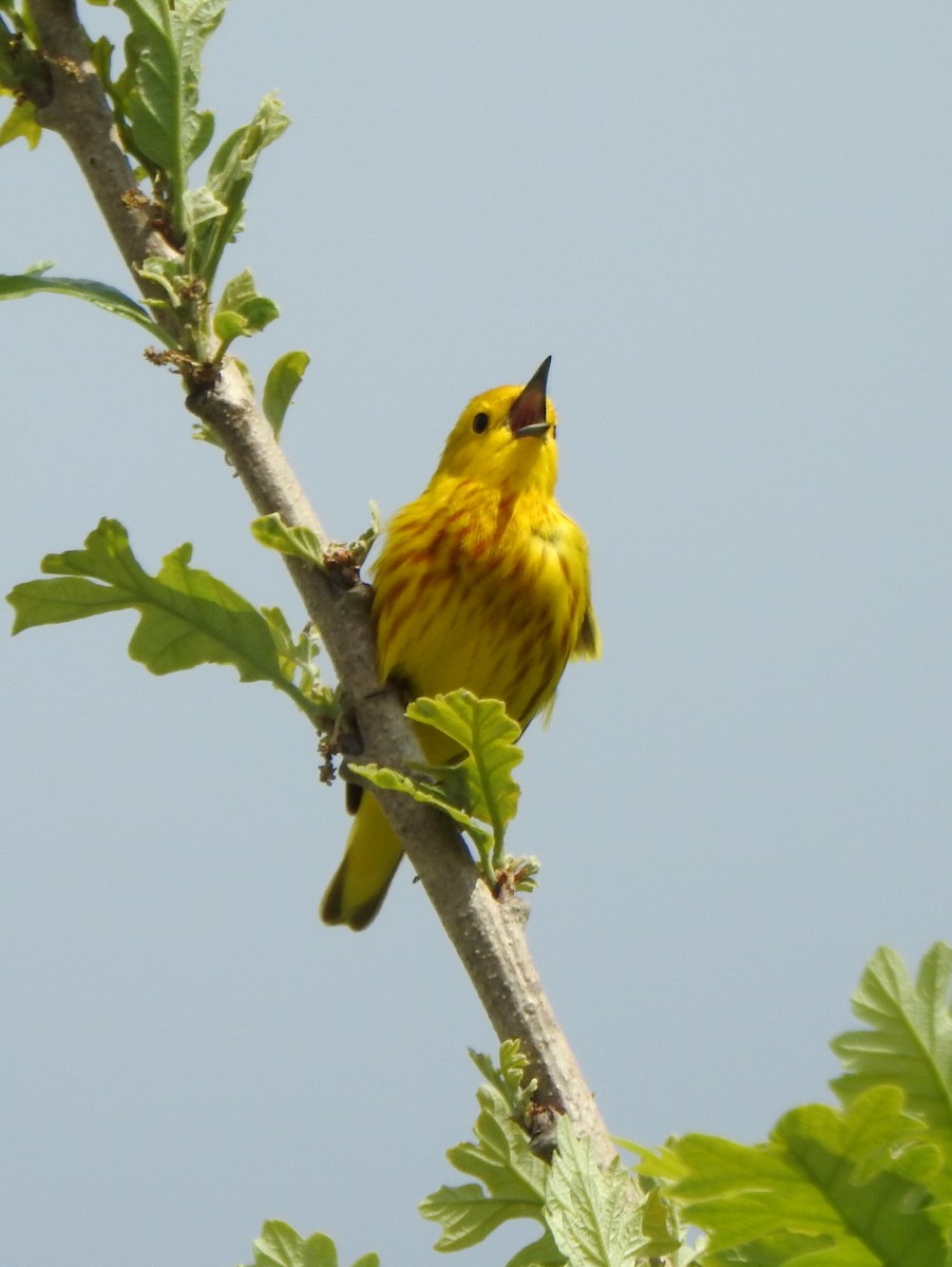 Yellow Warbler - Vinod Babu