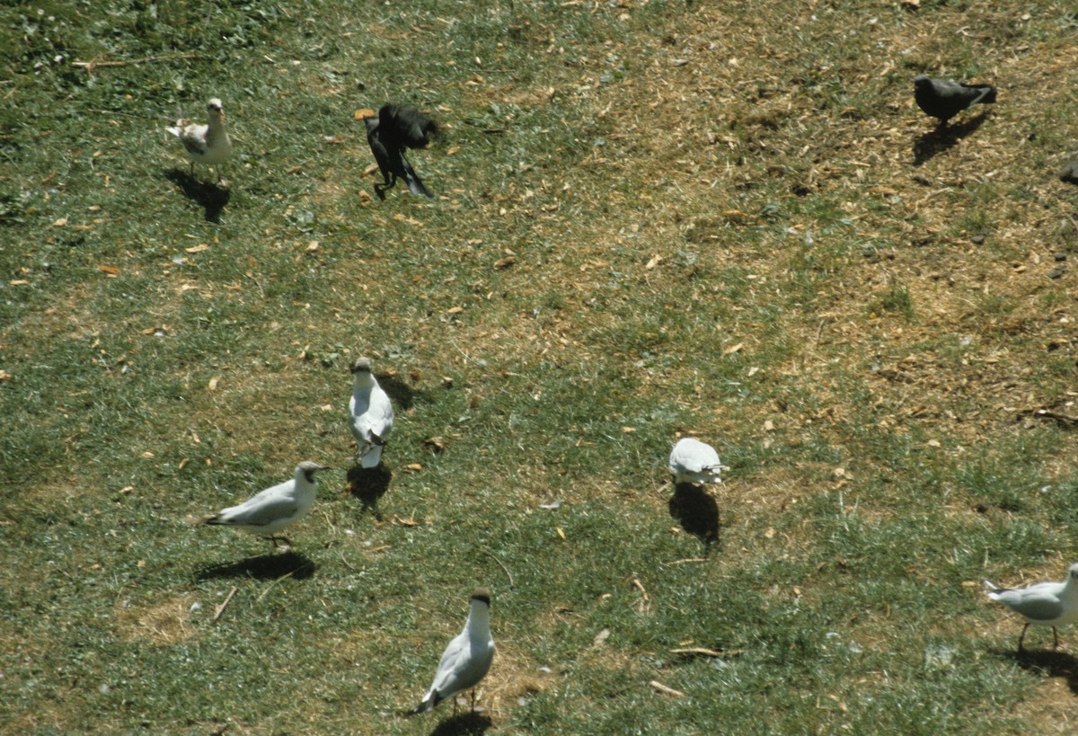 Black-headed Gull - dan davis