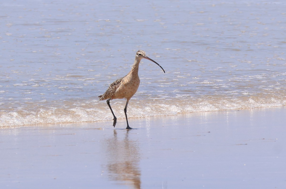 Long-billed Curlew - Millie and Peter Thomas