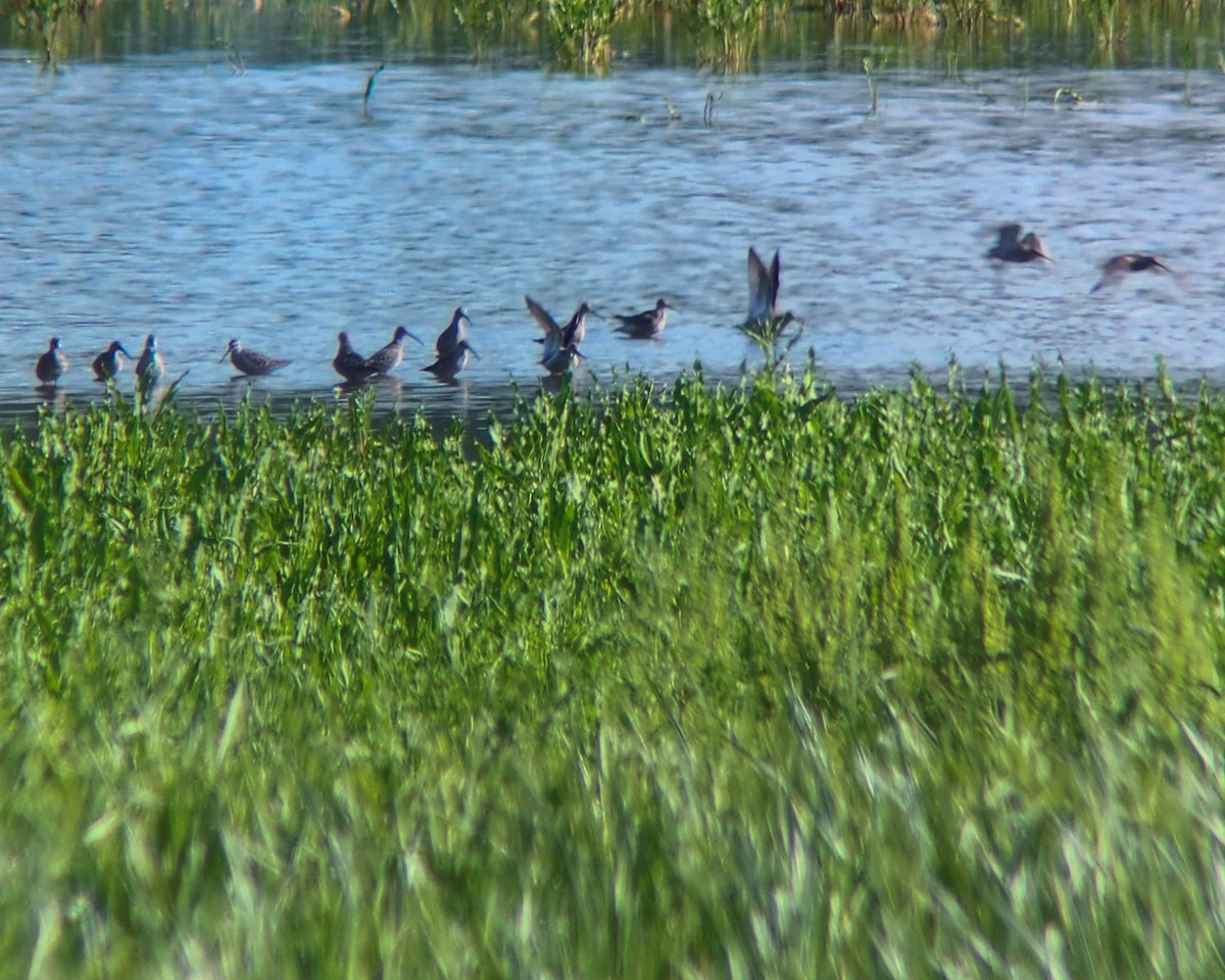 Stilt Sandpiper - ML619159029