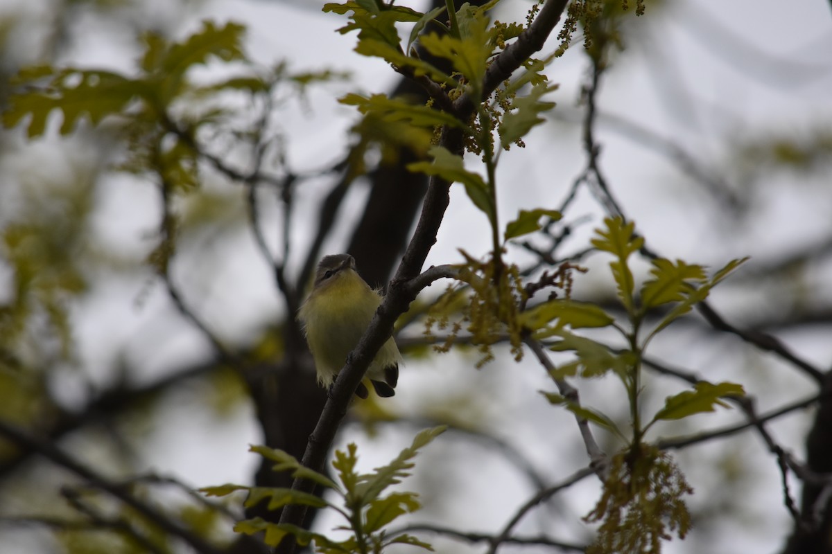 Philadelphia Vireo - Charlie Ripp