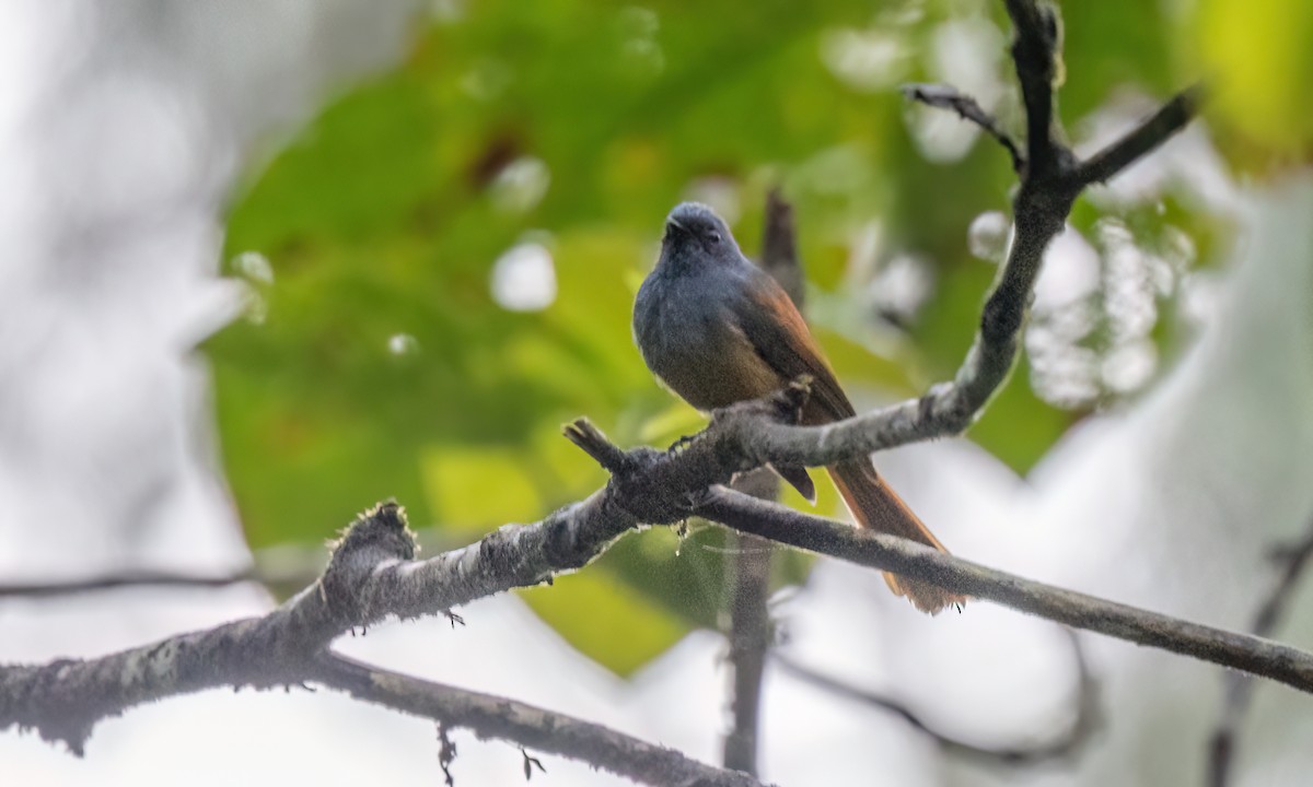 Blue-headed Fantail - Paul Fenwick