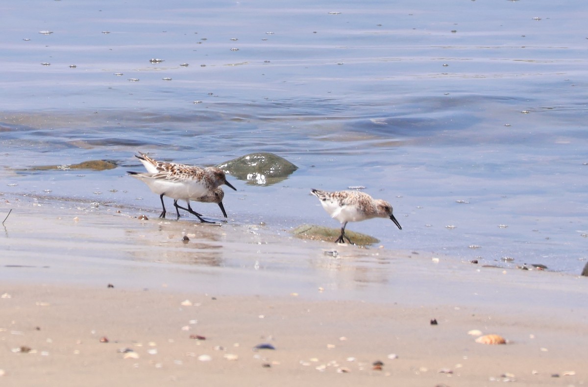 Western Sandpiper - Millie and Peter Thomas