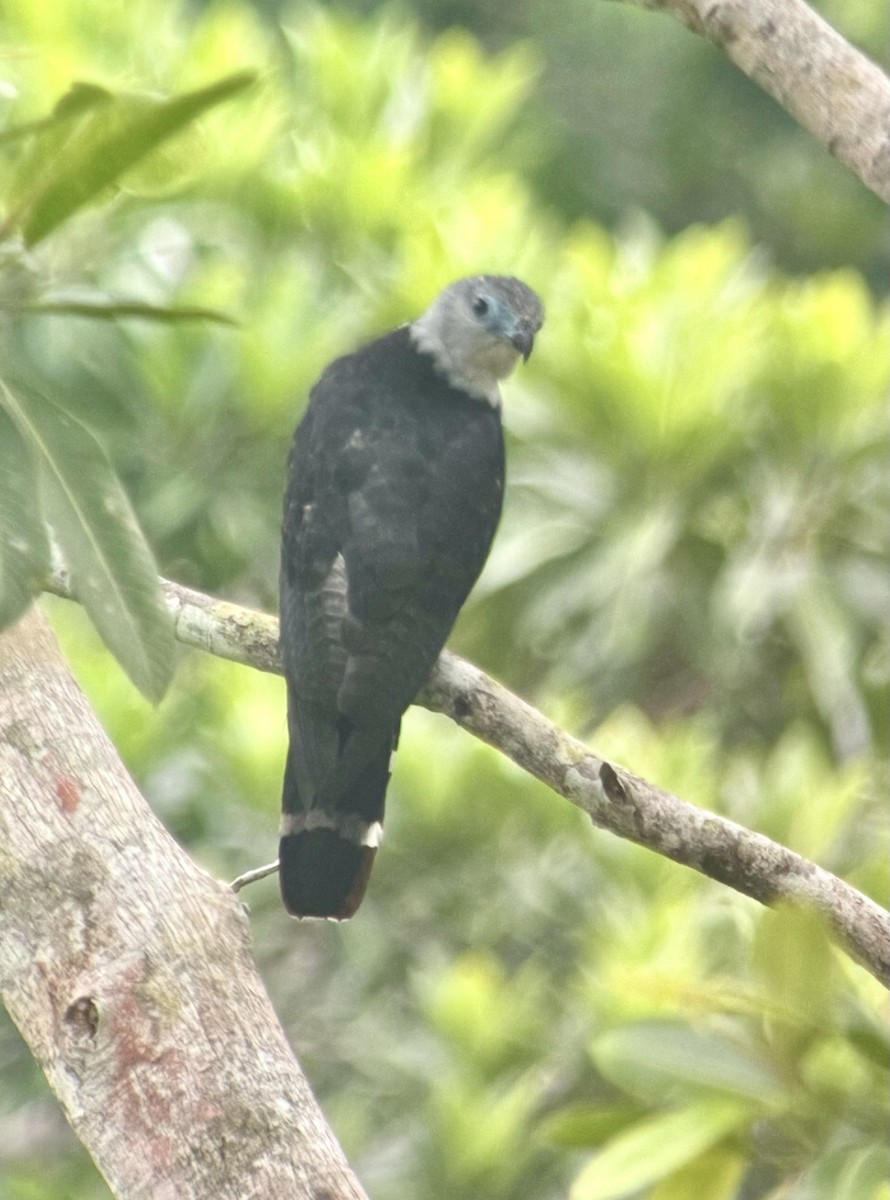 Gray-headed Kite - ML619159061