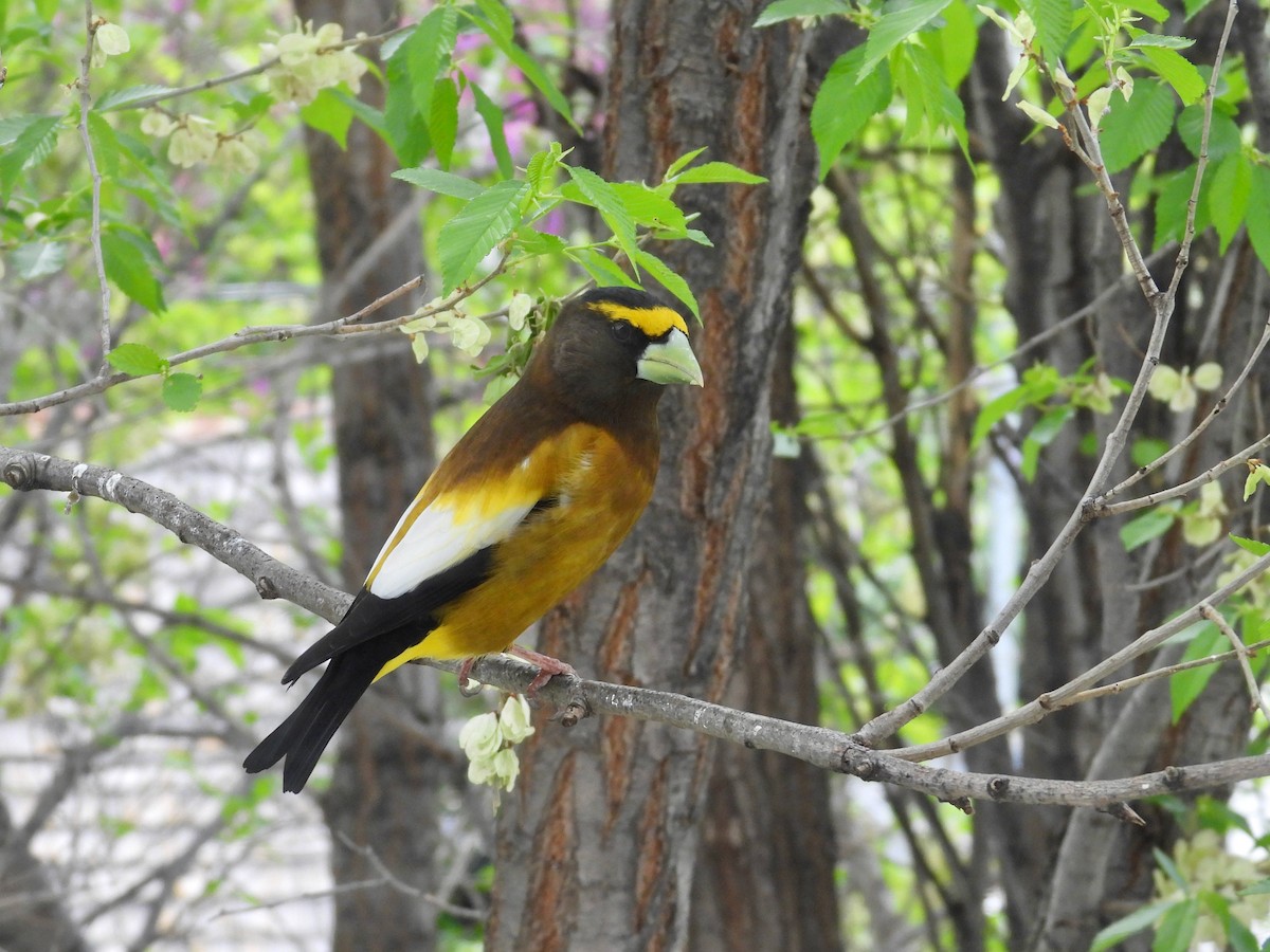 Evening Grosbeak - Tim Forrester